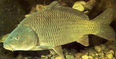 Karper
